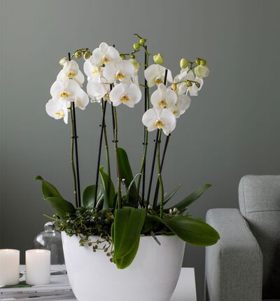 Hvit orkidé sammenplanting L